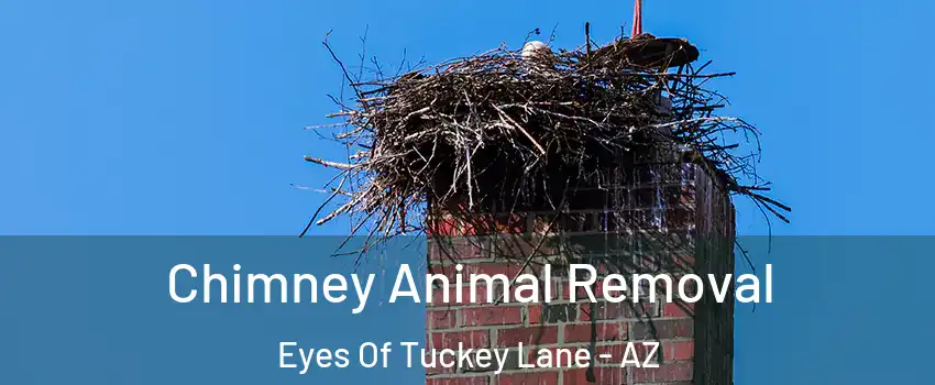 Chimney Animal Removal Eyes Of Tuckey Lane - AZ