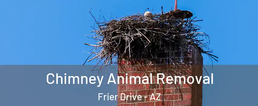 Chimney Animal Removal Frier Drive - AZ